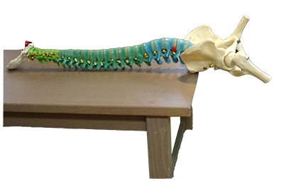 dorn sacrum exercise table edge details dorn sacrum exercise